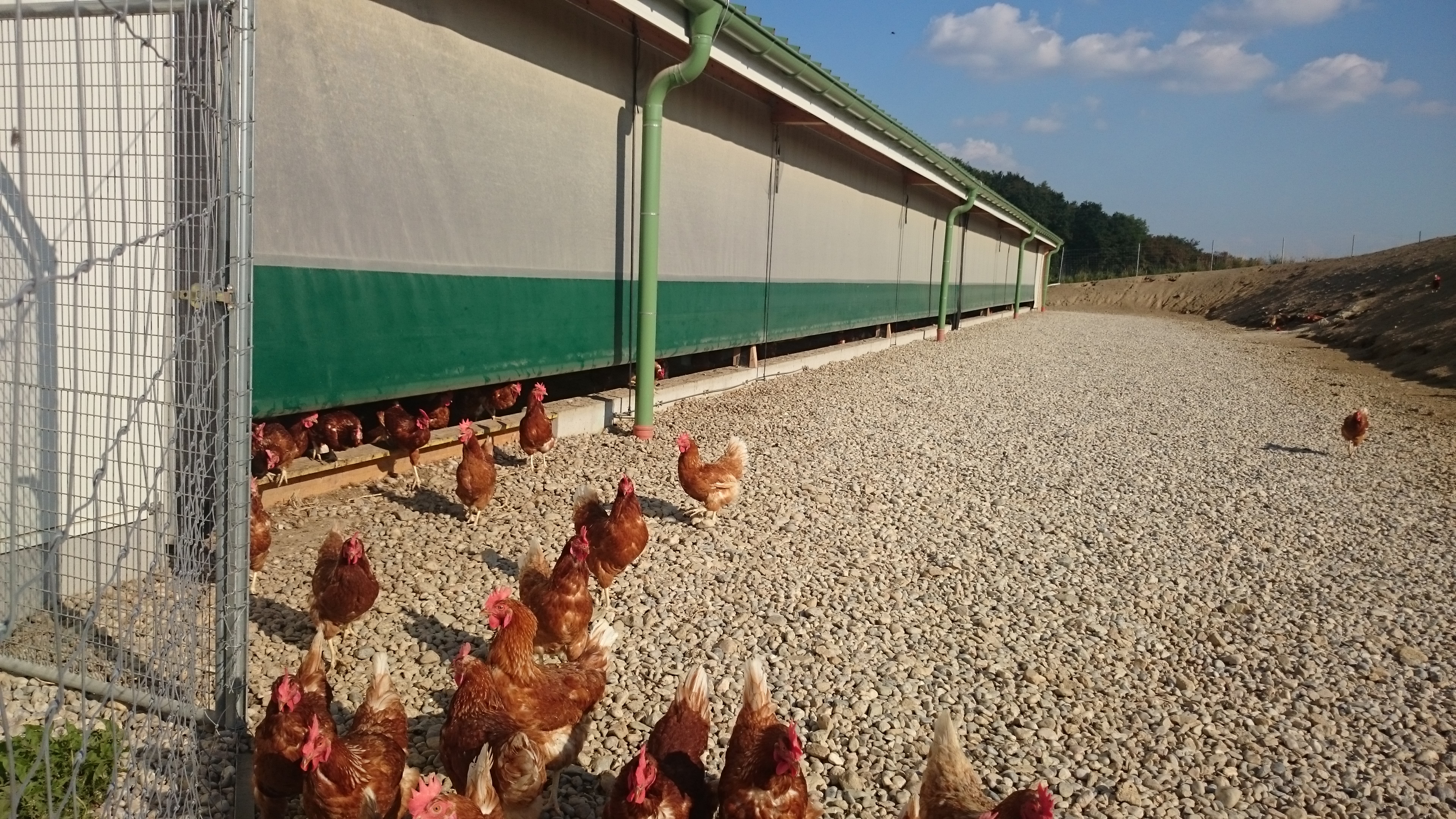 Windschutzsystem Seitenlüftung Hühner Milchviehstall